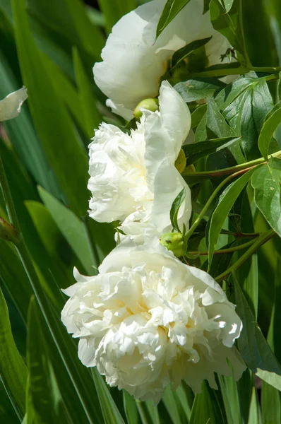 Paisaje Verano Con Flores Las Peonías Son Blancas Una Planta — Foto de Stock