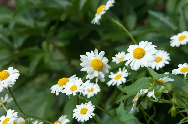 Zdjęcia Letnich Kwiatów Daisies Europejskiej Aromatycznych Roślin Rodziny Astrowatych Białego — Zdjęcie stockowe