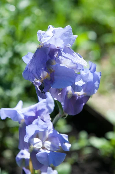 Photo Été Avec Des Fleurs Iris — Photo