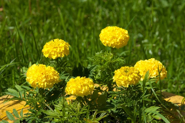 Zdjęcie Letnich Kwiatów Nagietki Nagietek Calendula Kwiaty Ogrodzie — Zdjęcie stockowe