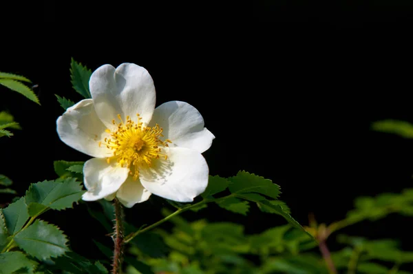 Άγριο Ροζ Αγριολούλουδα Όμορφα Άσπρα Λουλούδια Από Ένα Άγριο Τριαντάφυλλο — Φωτογραφία Αρχείου