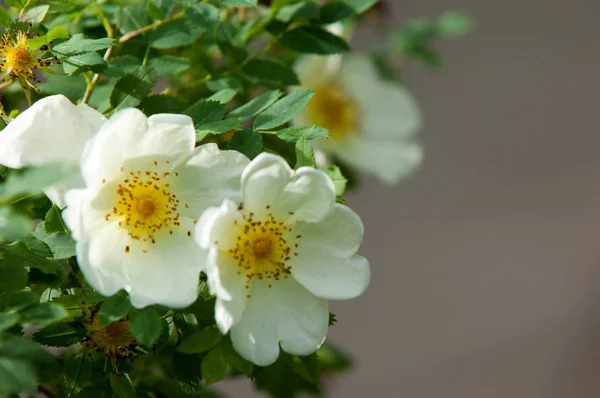 Polne Kwiaty Ranchie Nasu Piękne Białe Kwiaty Dzikiej Róży Letni — Zdjęcie stockowe