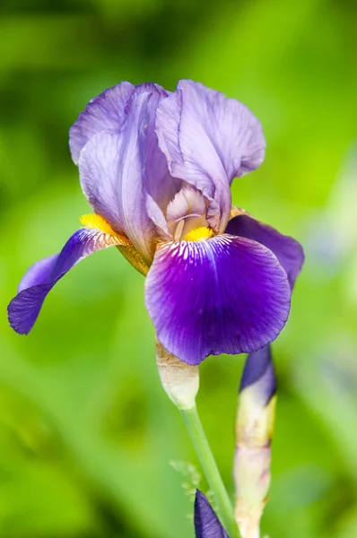 Foto Verano Con Flores Iris —  Fotos de Stock