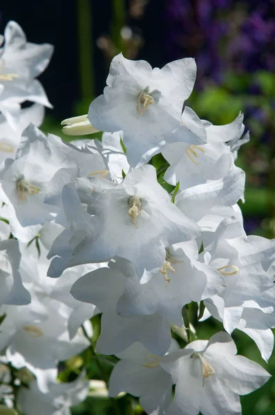 Campanula Persicifolia Fiorisce Nel Giardino Lingue Macedoni Garebets Campana Greca — Foto Stock