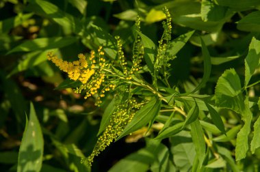 Solidago, goldenrods, yaygın olarak adlandırılan bir tür Aster, bitki ailesindeki çiçekli bitki cinsidir. Bunların çoğu çok yıllık otsu türler açık yerlerde bulundu