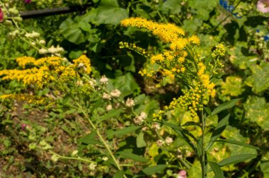 Solidago, goldenrods, yaygın olarak adlandırılan bir tür Aster, bitki ailesindeki çiçekli bitki cinsidir. Bunların çoğu çok yıllık otsu türler açık yerlerde bulundu