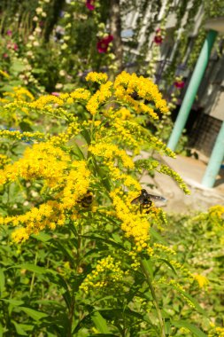 Solidago, goldenrods, yaygın olarak adlandırılan bir tür Aster, bitki ailesindeki çiçekli bitki cinsidir. Bunların çoğu çok yıllık otsu türler açık yerlerde bulundu