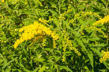 Solidago, goldenrods, yaygın olarak adlandırılan bir tür Aster, bitki ailesindeki çiçekli bitki cinsidir. Bunların çoğu çok yıllık otsu türler açık yerlerde bulundu