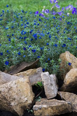 Anagallis cinsidir yaklaşık 20-25 tür çiçekli bitki ailesindeki Primulaceae, Kızıl Farekulağı'Farekulağı ' ve belki de en iyi bilinen yaygın olarak adlandırılan.