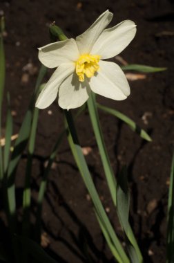 Arka plan doku, desen. Bahar manzara, beyaz nergis
