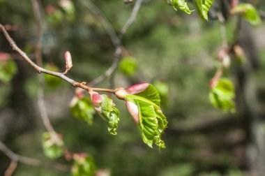 Arka plan resmi, bahar peyzaj, ağaçlar ilk yaprak dokusu