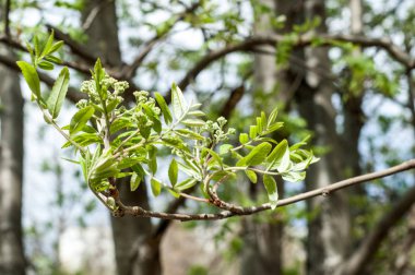 Arka plan resmi, bahar peyzaj, ağaçlar ilk yaprak dokusu