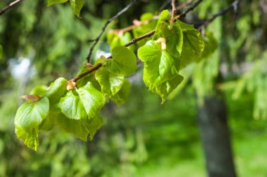 Arka plan resmi, bahar peyzaj, ağaçlar ilk yaprak dokusu