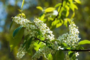 Bahar tebrik kartı, çiçeği kuş kiraz. Bir kaplumbağa şube Close-up parlak gökyüzü karşı yaktı. Kuş-kiraz ağaç izole çiçeklenme. kuş kiraz içinde güneşli çiçekler gün, yakın çekim
