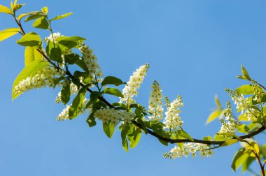 Bahar tebrik kartı, çiçeği kuş kiraz. Bir kaplumbağa şube Close-up parlak gökyüzü karşı yaktı. Kuş-kiraz ağaç izole çiçeklenme. kuş kiraz içinde güneşli çiçekler gün, yakın çekim