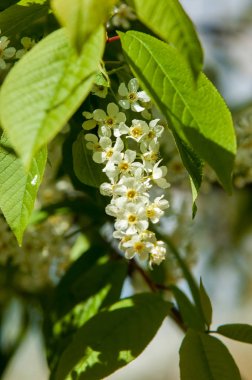 Bahar tebrik kartı, çiçeği kuş kiraz. Bir kaplumbağa şube Close-up parlak gökyüzü karşı yaktı. Kuş-kiraz ağaç izole çiçeklenme. kuş kiraz içinde güneşli çiçekler gün, yakın çekim