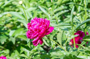 Çiçekler peonies. uzun onun gösterişli çiçekler için ekili olmuştur bir otsu ya da çalı bitki kuzey ılıman bölgelerin.