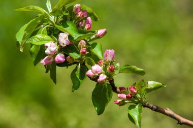 Bahar peyzaj, elma ağacı çiçek. Güzel bahar çiçek açan ağaç, yumuşak beyaz çiçekler, yeşil yumuşak odak arka plan, bahar zaman doğa sınırında taze kiraz çiçeği