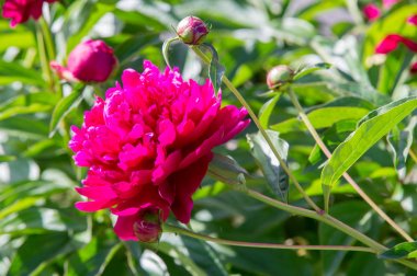 Çiçekler peonies. uzun onun gösterişli çiçekler için ekili olmuştur bir otsu ya da çalı bitki kuzey ılıman bölgelerin.