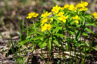 Anemon sarı orman çiçek çiçekli bitkiler buttercup ailesinin ılıman bölgelerde yerel yaklaşık 200 türü bir cinsidir.