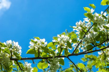 Bahar peyzaj, elma ağacı çiçek. Güzel bahar çiçek açan ağaç, yumuşak beyaz çiçekler, yeşil yumuşak odak arka plan, bahar zaman doğa sınırında taze kiraz çiçeği