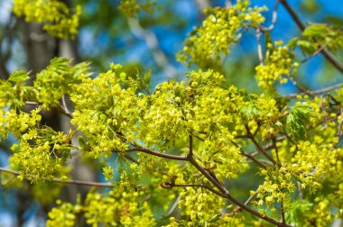 Bahar çiçek fotoğrafı. Akça ağaç. bahar çiçekleri Norveç maple Tree, Acer platanoides, closeup bulanık arka planı vurdu
