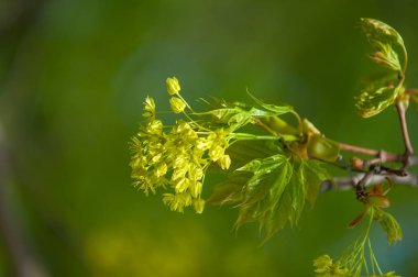 Bahar çiçek fotoğrafı. Akça ağaç. bahar çiçekleri Norveç maple Tree, Acer platanoides, closeup bulanık arka planı vurdu