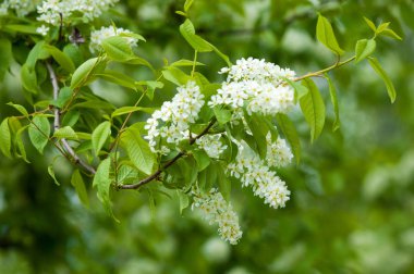 Bahar peyzaj, kuş kiraz çiçekleri. çiçekli kuş kiraz ağacı. mavi gökyüzü önünde kuş kiraz Şubesi. Kopya alanı