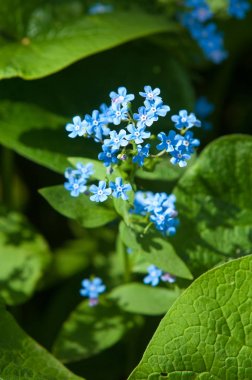 Brunnera macrophylla, Sibirya bugloss, büyük unutma, largeleaf brunnera veya kalp, çiçekli bitki Hodangiller ailesindeki familyasından bir,