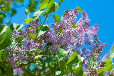 Doku, desen, arka plan. Eflatun çiçekler. bir soluk pembemsi-menekşe rengi. Mor ya da beyaz güzel kokulu çiçekler ile büyük bahçe Funda.