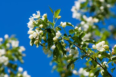 Elma ağaçları çiçek. genellikle parlak renkli bir corolla (taç yaprakları tarafından çevrili üreme organları (stamens ve carpels) oluşan bir bitki, tohum taşıyan parçası)