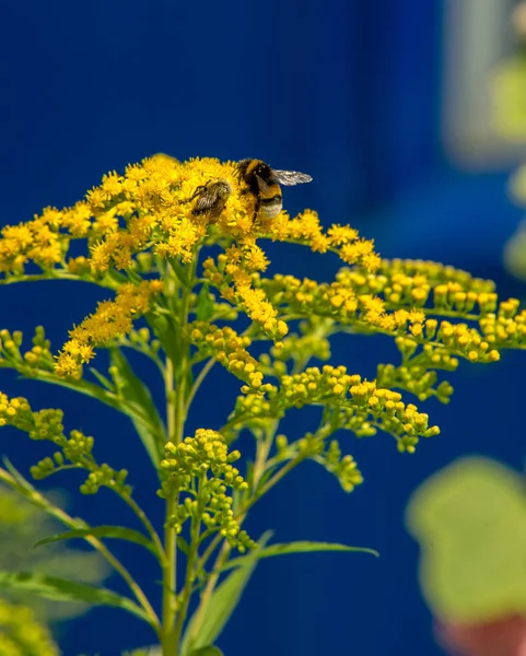 Solidago Est Genre Plantes Famille Des Asteraceae Plupart Entre Eux — Photo