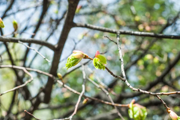 背景图像纹理 春季景观 树木的第一叶 — 图库照片