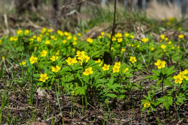 Anemone Sárga Erdei Virág Nemzetség Mintegy 200 Faj Buttercup Család — Stock Fotó