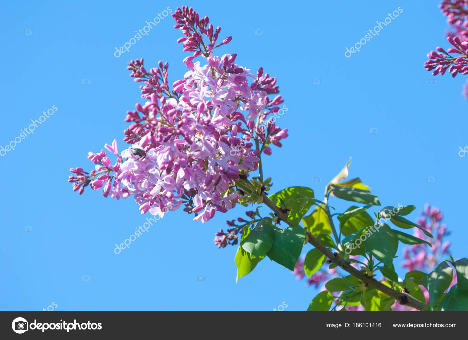 テクスチャ パターン ライラック色の花 淡いピンクがかった青紫色 紫色または白色の香りのよい花の大きな庭低木 ストック写真 C Ekina1