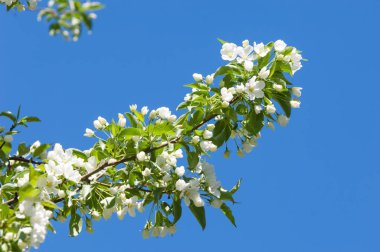 Elma ağaçları çiçek. genellikle parlak renkli bir corolla (taç yaprakları tarafından çevrili üreme organları (stamens ve carpels) oluşan bir bitki, tohum taşıyan parçası)