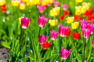 Çiçekler, laleler, lale renkli çiçek bahar bahar. Soğanlı bitki ailesinin. Melanthiaceae kapaklar gibi şeklinde büyük çiçekli.
