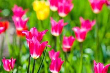 Çiçekler, laleler, lale renkli çiçek bahar bahar. Soğanlı bitki ailesinin. Melanthiaceae kapaklar gibi şeklinde büyük çiçekli.