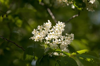 Bahar çiçek, kuş kiraz. Beyaz kokulu çiçekleri toplanan bir fırça ve siyah meyveleri olan bir ağaç. bir küçük yabani kiraz ağaç ya da çalı, kuşlar tarafından yemiş acı siyah meyve ile.