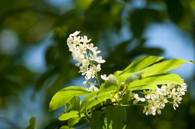 Bahar çiçek, kuş kiraz. Beyaz kokulu çiçekleri toplanan bir fırça ve siyah meyveleri olan bir ağaç. bir küçük yabani kiraz ağaç ya da çalı, kuşlar tarafından yemiş acı siyah meyve ile.