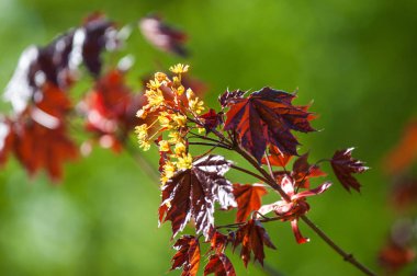 Acer rubrum kırmızı akçaağaç, bataklık, su veya yumuşak akçaağaç, olarak da bilinen Doğu ve Orta Kuzey Amerika'nın en yaygın ve yaygın yaprak döken ağaçlar biridir.