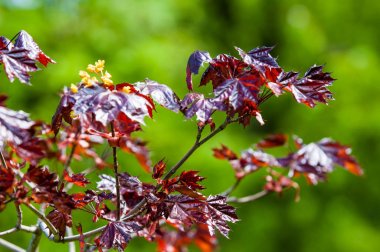 Acer rubrum kırmızı akçaağaç, bataklık, su veya yumuşak akçaağaç, olarak da bilinen Doğu ve Orta Kuzey Amerika'nın en yaygın ve yaygın yaprak döken ağaçlar biridir.
