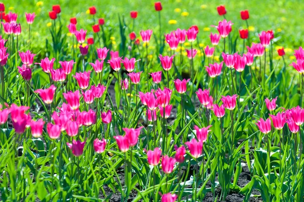 Spring flowers, tulips, Tulips of colorful flowers in the spring. Bulbous plant of the family. Liliaceae with large flowers, shaped like caps.