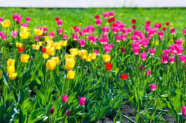 Frühlingsblumen Tulpen Tulpen Mit Bunten Blumen Frühling Knollenpflanze Der Familie — Stockfoto