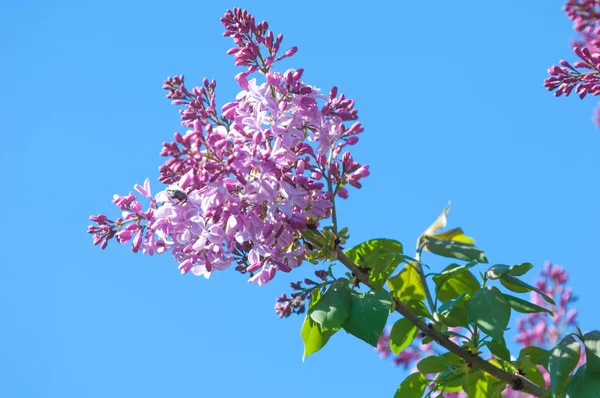 Textura Padrão Fundo Flores Lilás Uma Cor Rosa Violeta Pálida — Fotografia de Stock