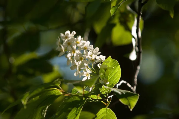 Spring flowers, bird cherry. A tree with white fragrant flowers, collected in a brush, and black berries. a small wild cherry tree or shrub, with bitter black fruit that is eaten by birds.