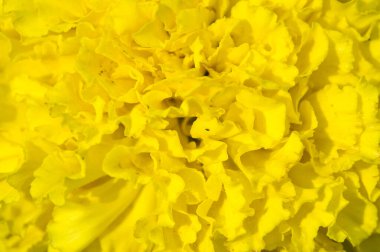 Tagetes, pericone olarak bilinen, tatlı yapmak için kullanılır, aromalı anis