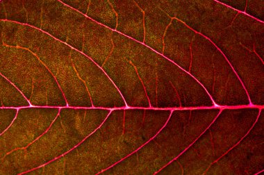 Kırmızı yapraklı güzel bir bitki. Yukarıdan ışığa karşı