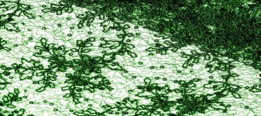 Doku, desen, beyaz bir arka plan üzerinde yeşil dantel kumaş. Th