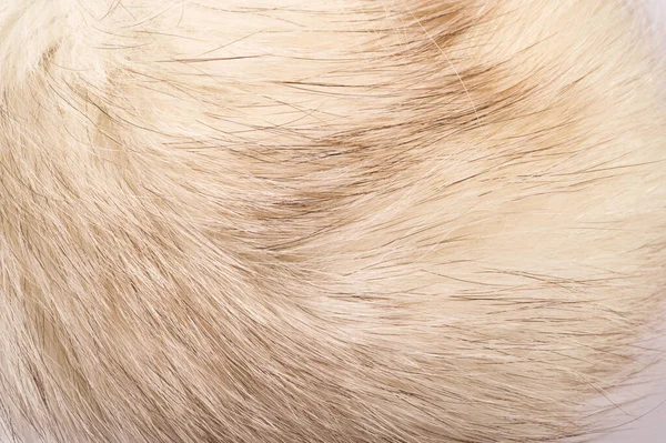 テクスチャの背景、パターン。キツネの毛皮、貴重なフーと極キツネ — ストック写真
